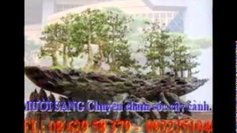 [[[0932351048.]] nhận cắt, tỉa, chăm sóc cây cảnh quận bình thạnh.tphcm