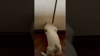 Curious Cat is Determined to Open a Door