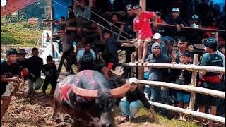 Adu Kerbau Adat Toraja
