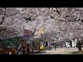 Hirosaki, The Best Cherry Blossom Spot in Northern Japan | 4K