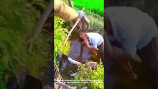 Catching Fish the Traditional Way: Farmers Drain the Ditch for a Hidden Harvest