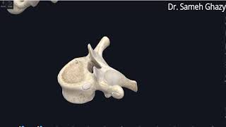 vertebrae كيفية التمييز بين فقرات العمود الفقرى