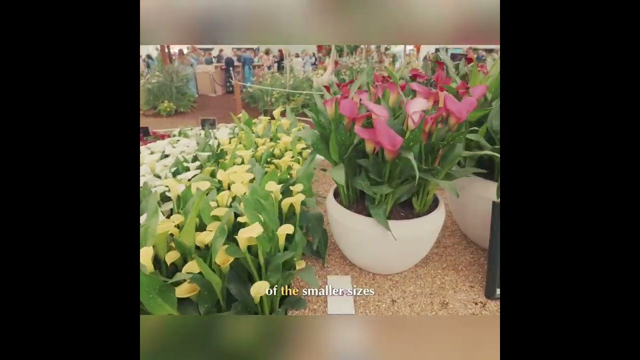 Calla Lily Colors: A Stunning Zantedeschia Flower Display #shorts
