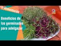 Los beneficios de los germinados para adelgazar | Alimentación Sana