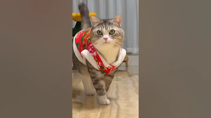 Video 3713431: cat pets cutecat funny, cat funny facts pets, kitten pets, pets walking, catlover