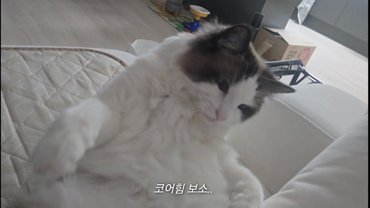 몸짱되기 어렵지 않아요~ (홈트하는 고양이)