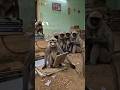 बंदर का ट्यूशन'  मजेदार है🐒🤣 #funny #comedy #video #monkey #tuition