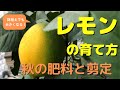 レモンの育て方　秋の肥料と剪定