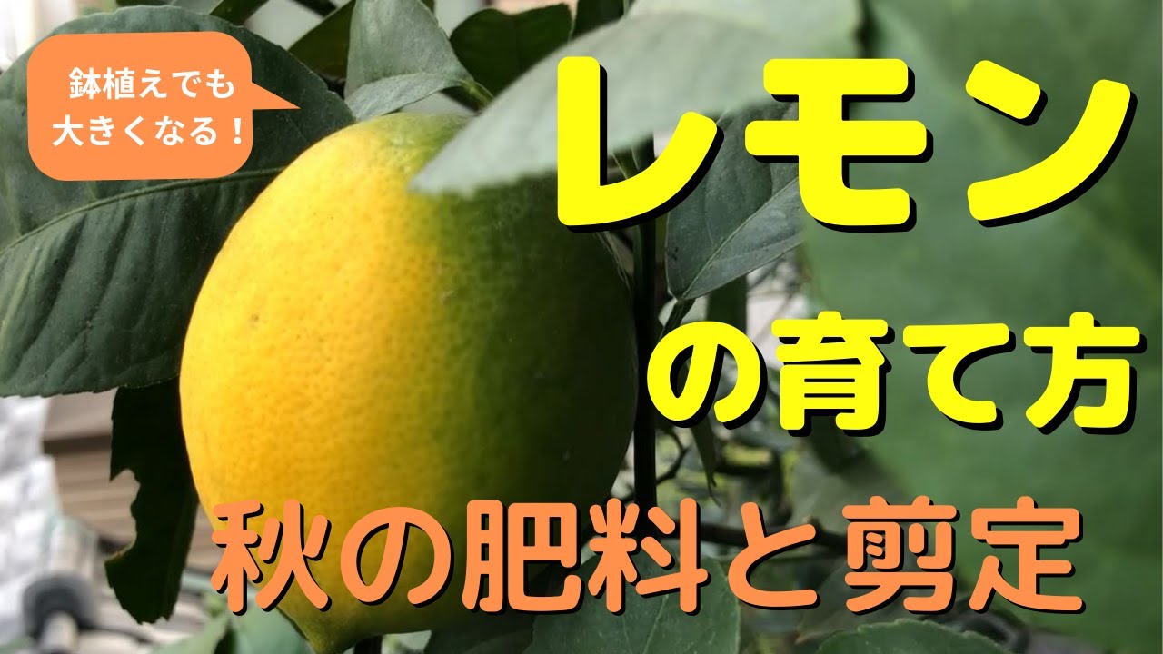レモンの育て方 秋の肥料と剪定 Youtube