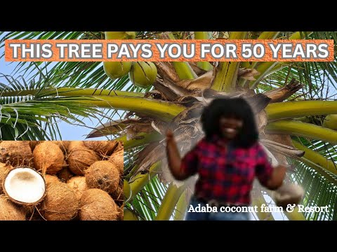 Coconut Farming in Nigeria | Earn ₦12M Yearly from 1 Acre | Adaba Coconut Farm