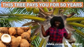 Coconut Farming In Nigeria Earn 12M Yearly From 1 Acre Adaba Coconut Farm