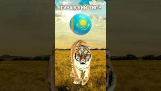 Туранский тигр 🐅 Исчезнувший хищник Центральной Азии!