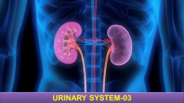 Kidney (Part-3). Prof. Dr. Md. Ashfaqur Rahman