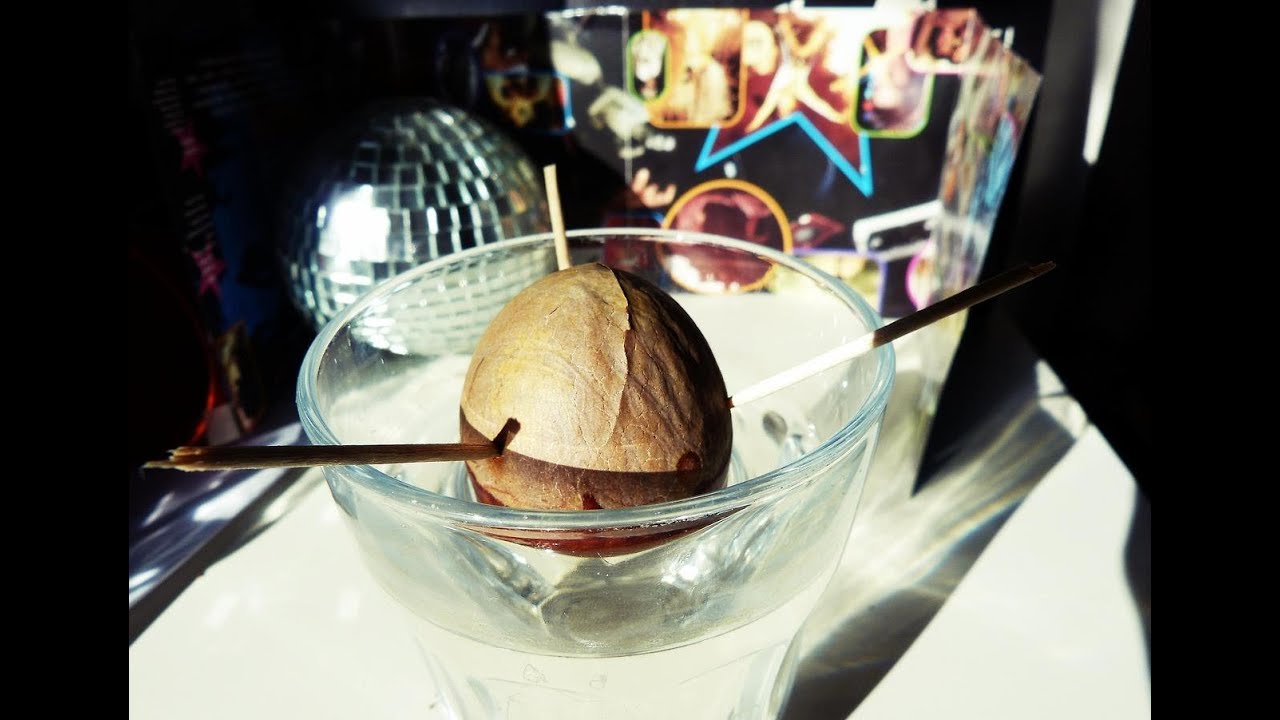 Growing Avocado from Seed - Seed Germination