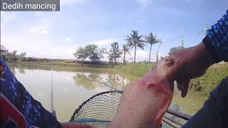 Jeritan Senar Tegek Di Hajar Nila Merah Babon