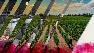 Nuestros viñedos en Vista Flores, Mendoza, Argentina