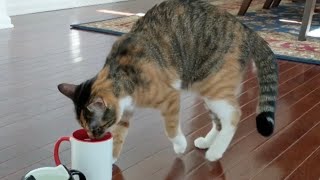 kitten's cute water dance routine by Jennifer Morales - Feline Films 782 views 3 months ago 1 minute, 46 seconds