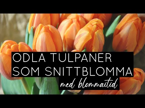 Video: Kan tulpaner flyttas efter blomning?