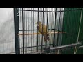 Tips Merawat Burung Cucak Jenggot Dorong Ekor Mp3 - Mp4 Download