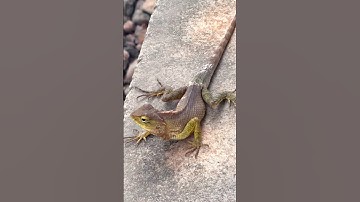 WAIT FOR THE END😂😂 #comedy #comedyshorts #viral #shorts