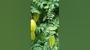 Lá Khế Có 4 Công Dụng Tuyệt Vời – Hỗ Trợ Chữa Mề Đay, Mẩn Ngứa Hiệu Quả