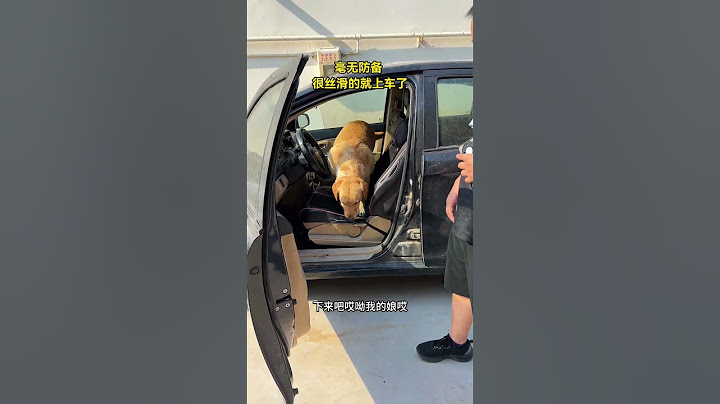 连狗都知道不能无证驾驶😂#音乐灵感推荐 #拉布拉多 #搞笑的狗狗 #是宠物更是家人 #宠物