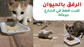 food for hungry cats الرفق بالحيوانات واطعام قطط الشارع الجائعة