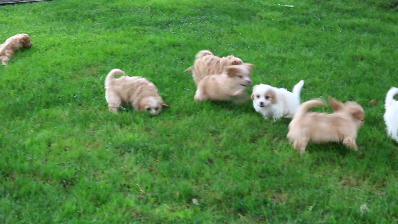 Cavachon Puppies for Sale - YouTube