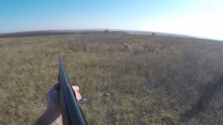 Hunting quail in Romania screenshot 4