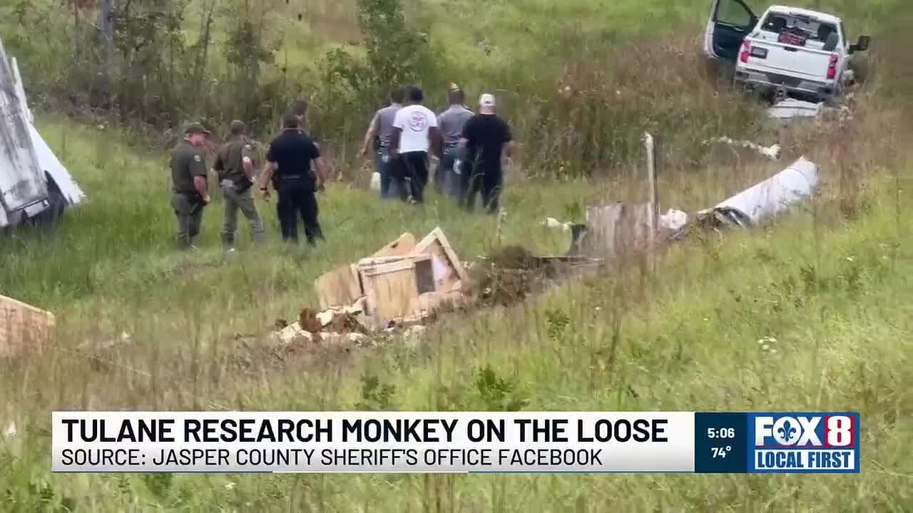 Officials say escaped research monkey in Mississippi is dangerous, but ...