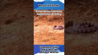 Weasel VS Snake  ,animalworld, shorts, yearofyou