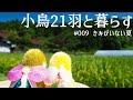 小鳥21羽と田舎暮らし きみがいない夏 お盆のこと夏の思い出 #009