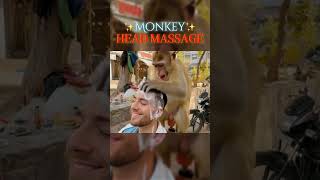 Monkey head massage 💆 #asmr