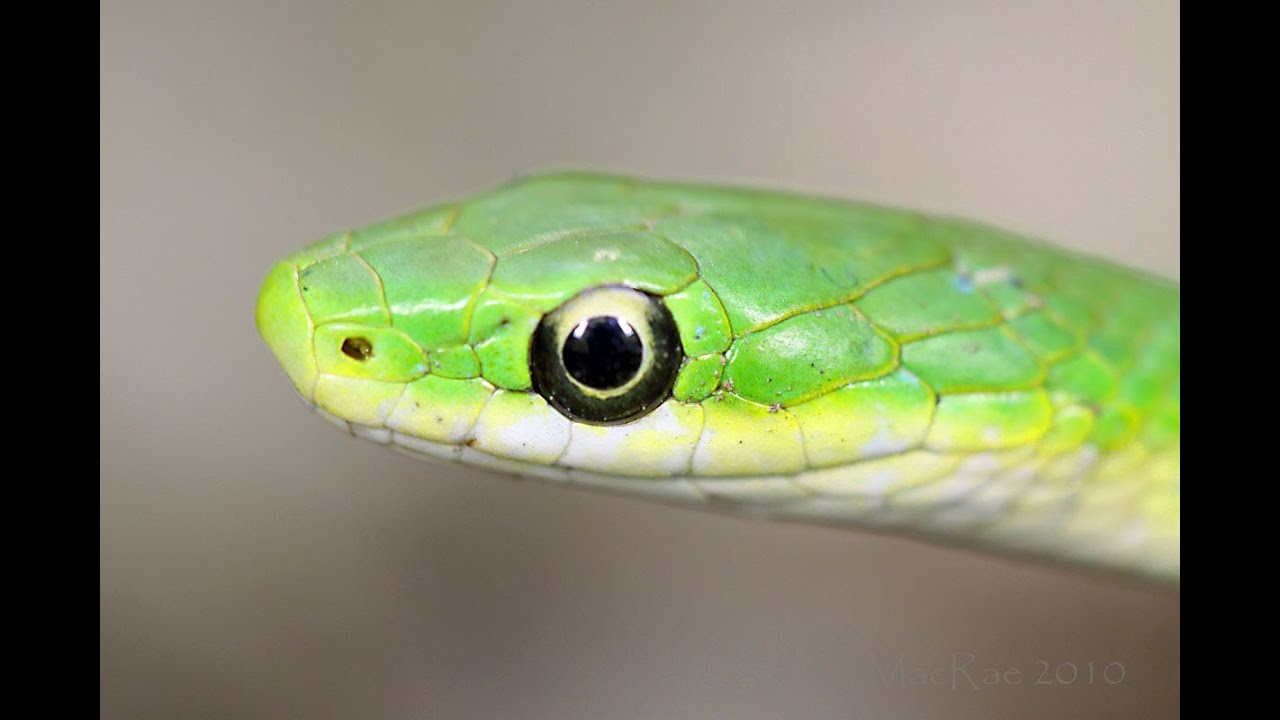 Rough Green Snake Youtube