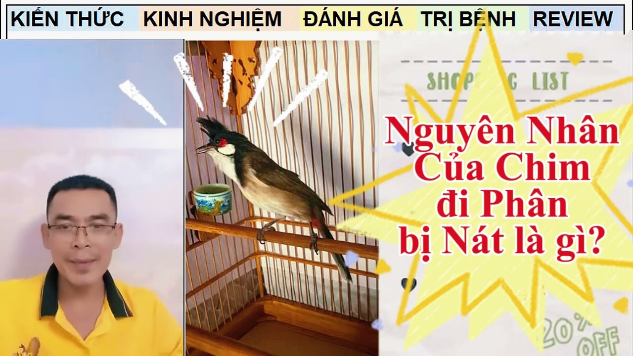 Nguyên nhân của Chim Phân Nát và Cách khắc phục chim Chào mào sỉa lông