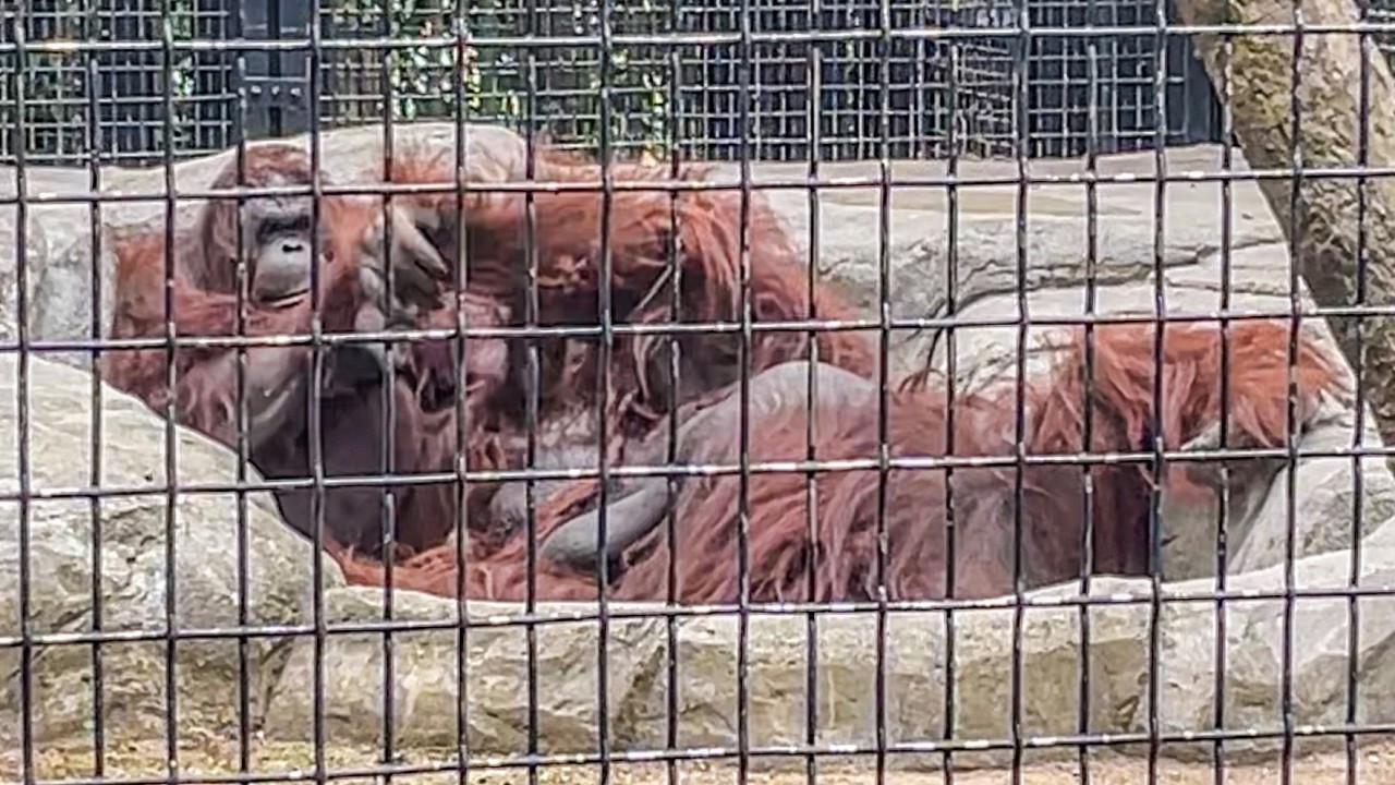Playful interaction between an orangutan couple 3/₃