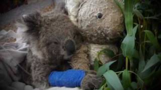 Outback Zacks Animal Fire Victims Appeal Tv Promo