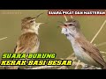 SUARA BURUNG KERAK BASI BESAR ||SUARA PIKAT DAN MASTERAN