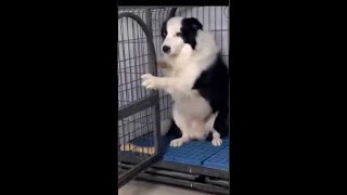Hilarious Dog Videos That Will Make Your Day