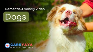 Calming Video for Dementia Dogs