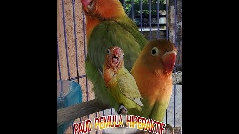 TEST AKTIF !!! Lovebird Baby / Paud Pemula 2 bulan Latah Ekek