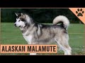 Alaskan Malamute - Dog Breed Information の動画、YouTube動画。