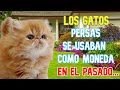 Curiosidades Sorprendentes sobre los Gatos Persas