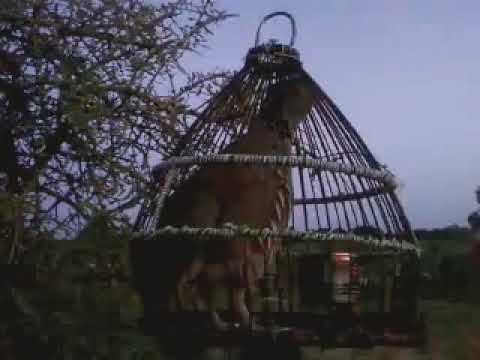 القرابولي حجل 