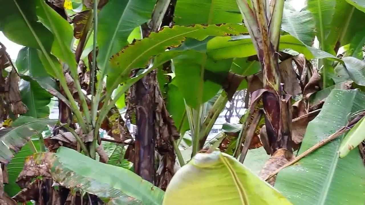 Organic Farming in Singapore. Video 4 of 10 YouTube