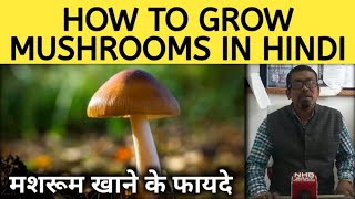 How to grow Mushrooms In Hindi |Mushroom की खेती से मिलेंगे बेहतर रोजगार के अवसर।Mushroom Benefits