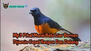 ini dia Suara Pikat Murai Borneo Liar yang paling Dicari ❗ Auto Panen