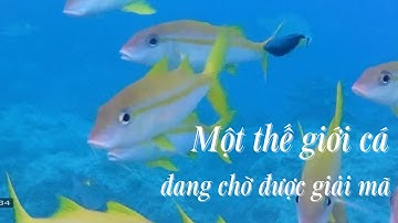 Bí mật dưới làn nước Trường Sa: Hơn 300 loài cá đang được gọi tên | VTV