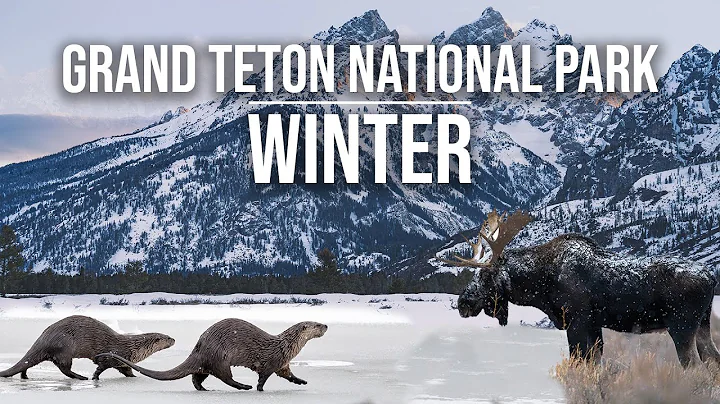 Grand Teton Winter: Wildlife, Moose, Otters, Taggart Lake, & Hoback! Jackson Hole, Wyoming [4K]