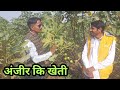 Anjeer ki kheti अंजीर की खेती कैसे करें अंजीर की खेती की पूरी जानकारी अंजीर की खेती Fig Farming